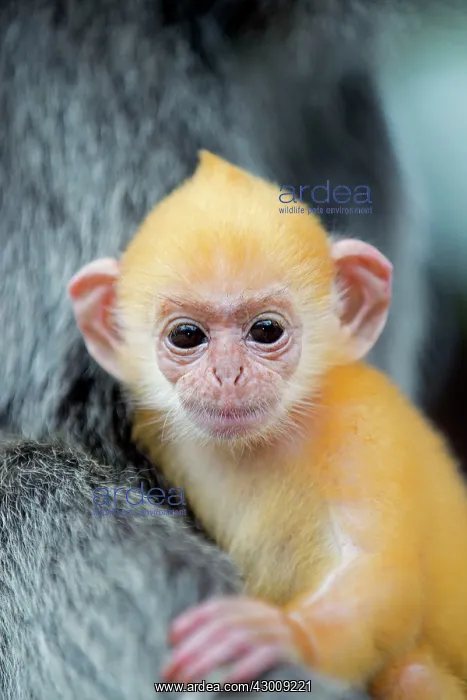: Silvery Lutung / Silvered Leaf Monkey / : Silvery Lutung / Silvered Leaf Monkey /
