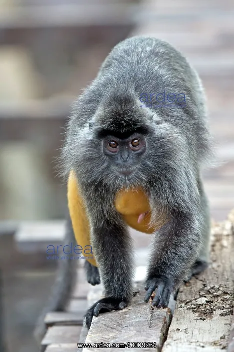 : Silvery Lutung / Silvered Leaf Monkey / : Silvery Lutung / Silvered Leaf Monkey /
