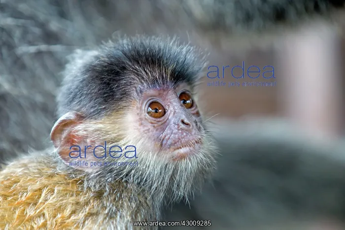 : Silvery Lutung / Silvered Leaf Monkey / : Silvery Lutung / Silvered Leaf Monkey /