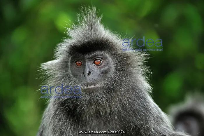 : Silvery Lutung / Silvered Leaf Monkey / Silvery : Silvery Lutung / Silvered Leaf Monkey / Silvery