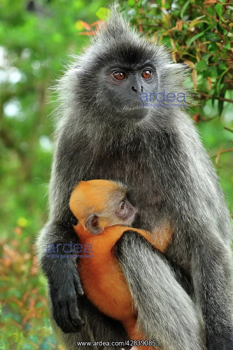 : Silvery Lutung / Silvered Leaf Monkey / Silvery : Silvery Lutung / Silvered Leaf Monkey / Silvery