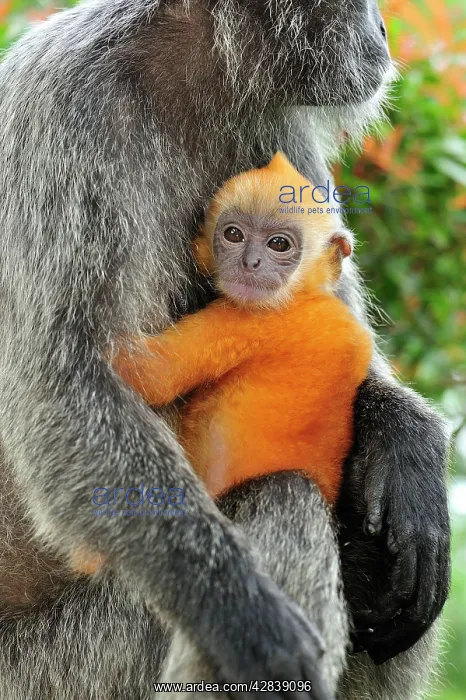 : Silvery Lutung / Silvered Leaf Monkey / Silvery : Silvery Lutung / Silvered Leaf Monkey / Silvery
