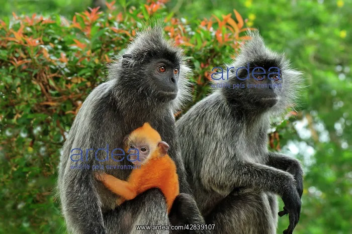 : Silvery Lutung / Silvered Leaf Monkey / Silvery : Silvery Lutung / Silvered Leaf Monkey / Silvery