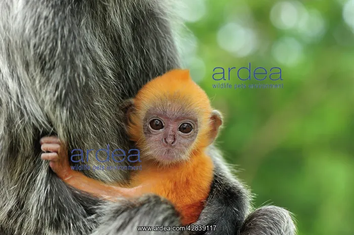 : Silvery Lutung / Silvered Leaf Monkey / Silvery : Silvery Lutung / Silvered Leaf Monkey / Silvery