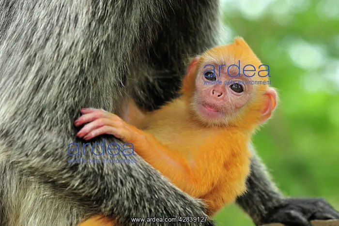 : Silvery Lutung / Silvered Leaf Monkey / Silvery : Silvery Lutung / Silvered Leaf Monkey / Silvery