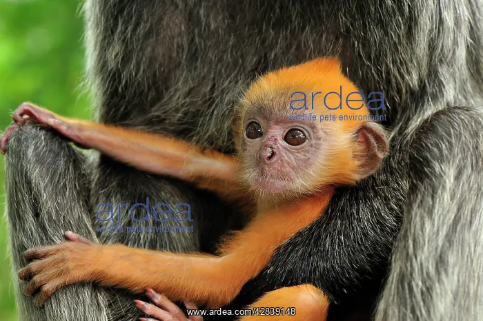: Silvery Lutung / Silvered Leaf Monkey / Silvery : Silvery Lutung / Silvered Leaf Monkey / Silvery
