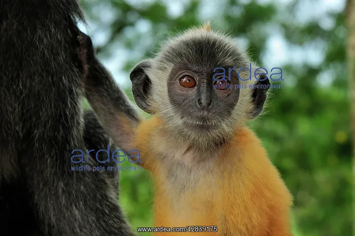 : Silvery Lutung / Silvered Leaf Monkey / Silvery : Silvery Lutung / Silvered Leaf Monkey / Silvery