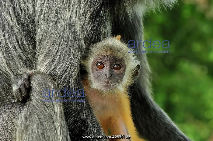  : Silvery Lutung  /  Silvered Leaf Monkey  /  Silvery