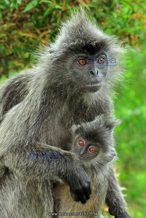 : Silvery Lutung / Silvered Leaf Monkey / Silvery : Silvery Lutung / Silvered Leaf Monkey / Silvery