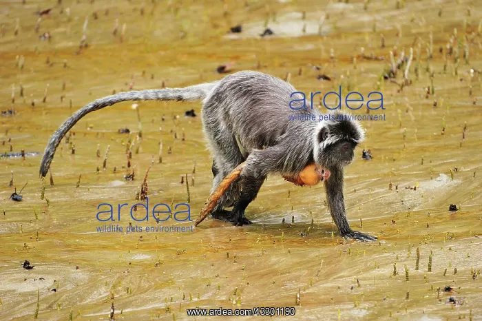 : Silvery Lutung / Silvered Leaf Monkey / Silvery : Silvery Lutung / Silvered Leaf Monkey / Silvery