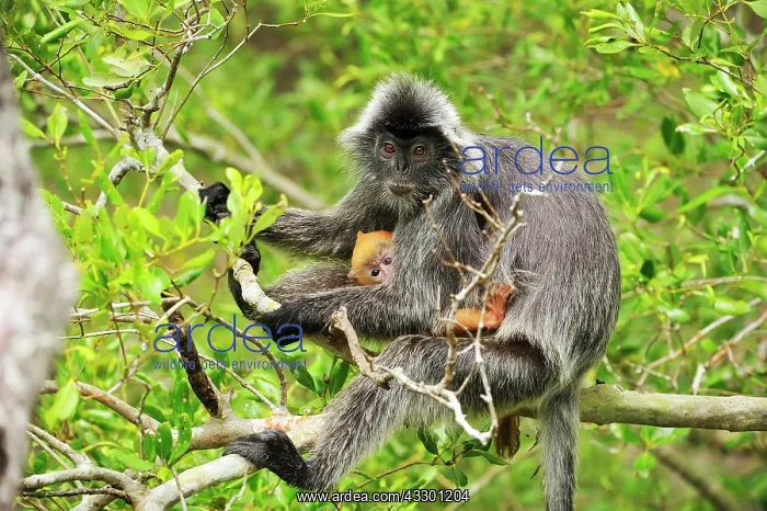 : Silvery Lutung / Silvered Leaf Monkey / Silvery : Silvery Lutung / Silvered Leaf Monkey / Silvery