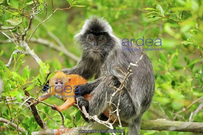 : Silvery Lutung / Silvered Leaf Monkey / Silvery : Silvery Lutung / Silvered Leaf Monkey / Silvery