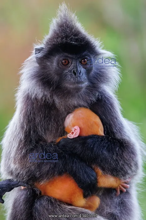 : silvery lutung or Silvered leaf Monkey or Silvery Langur : silvery lutung or Silvered leaf Monkey or Silvery Langur