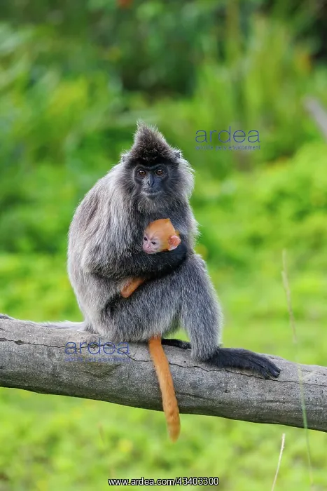 : silvery lutung or Silvered leaf Monkey or Silvery Langur : silvery lutung or Silvered leaf Monkey or Silvery Langur