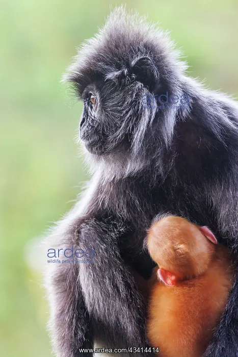 : silvery lutung or Silvered leaf Monkey or Silvery Langur : silvery lutung or Silvered leaf Monkey or Silvery Langur