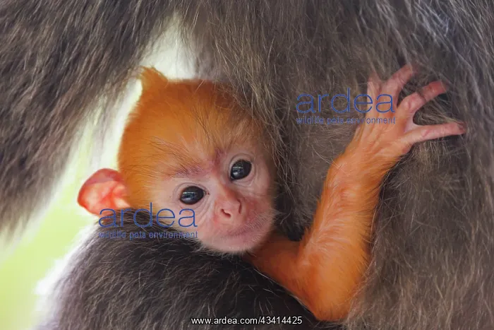 : silvery lutung or Silvered leaf Monkey or Silvery Langur : silvery lutung or Silvered leaf Monkey or Silvery Langur