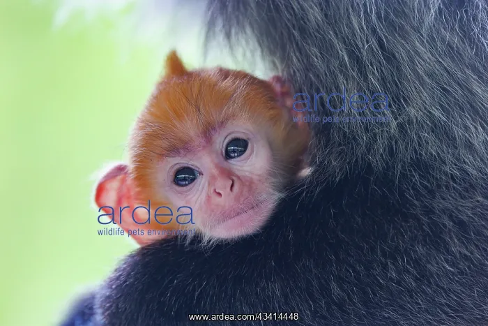 : silvery lutung or Silvered leaf Monkey or Silvery Langur : silvery lutung or Silvered leaf Monkey or Silvery Langur