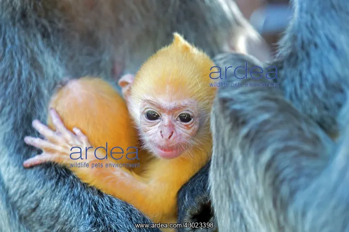 : Silvery Lutung / Silvered Leaf Monkey / Silvery Langur / Sil : Silvery Lutung / Silvered Leaf Monkey / Silvery Langur / Sil