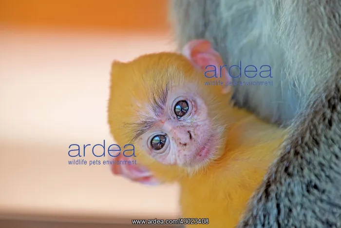 : Silvery Lutung / Silvered Leaf Monkey / Silvery Langur / Sil : Silvery Lutung / Silvered Leaf Monkey / Silvery Langur / Sil