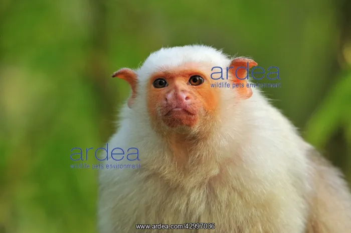 : Silvery Marmoset : Silvery Marmoset
