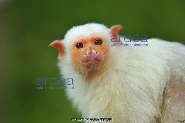 : Silvery Marmoset : Silvery Marmoset