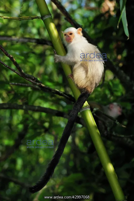 : Silvery Marmoset : Silvery Marmoset