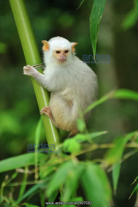 : Silvery Marmoset : Silvery Marmoset