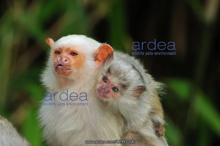 : Silvery Marmoset - with baby on back : Silvery Marmoset - with baby on back