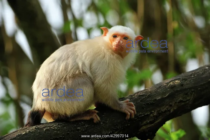 : Silvery Marmoset - climbing on tree branch : Silvery Marmoset - climbing on tree branch