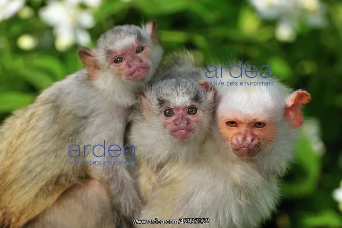 : Silvery Marmoset - huddled together with baby : Silvery Marmoset - huddled together with baby