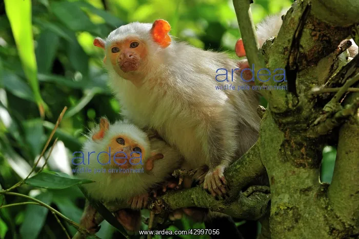 : Silvery Marmoset - two together in trees : Silvery Marmoset - two together in trees
