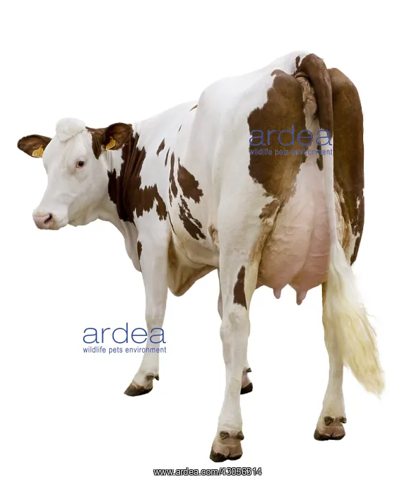 : Simental cows back : Simental cows back