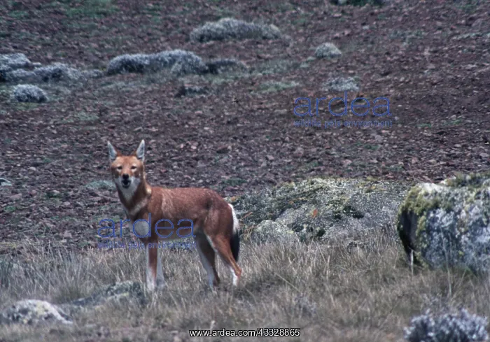 : SIMIEN FOX / Ethiopian Red Wolf : SIMIEN FOX / Ethiopian Red Wolf