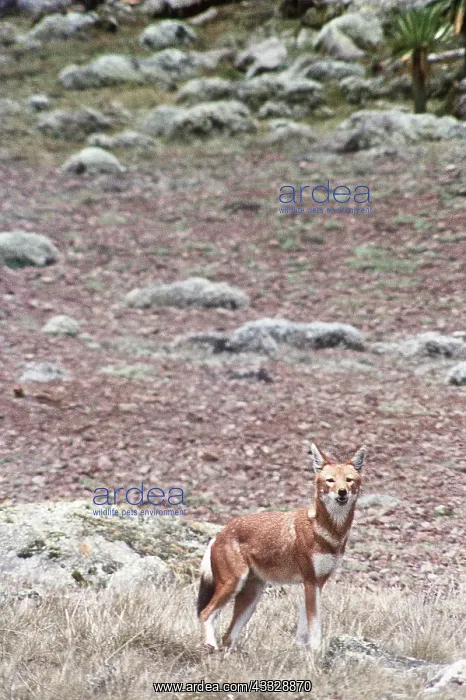 : SIMIEN FOX / Ethiopian Red Wolf : SIMIEN FOX / Ethiopian Red Wolf