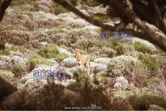 : SIMIEN FOX / Ethiopian Red Wolf - Alone in landscape : SIMIEN FOX / Ethiopian Red Wolf - Alone in landscape