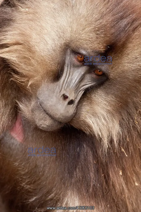 : Simien Mountains, Ethiopia, Gelada, aka : Simien Mountains, Ethiopia, Gelada, aka