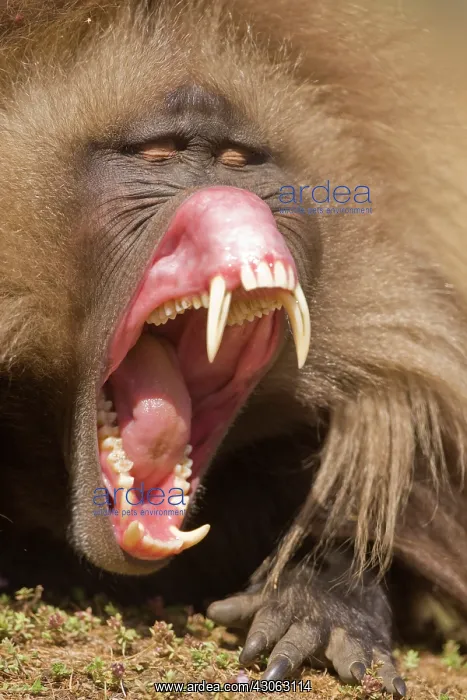 : Simien Mountains, Ethiopia, Gelada, aka : Simien Mountains, Ethiopia, Gelada, aka