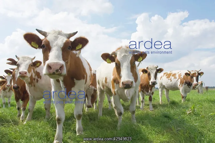 : Simmental Cattle - Cows in meadow : Simmental Cattle - Cows in meadow