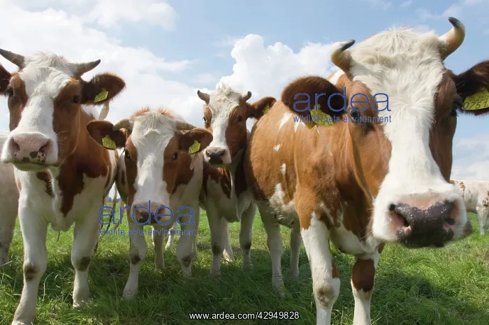 : Simmental Cattle - Cows in meadow : Simmental Cattle - Cows in meadow