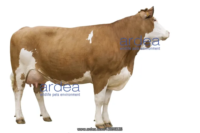 : A Simmental Cow : A Simmental Cow