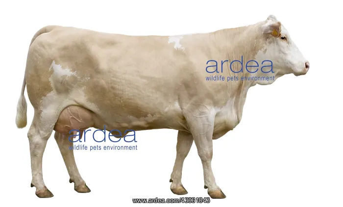 : Simmental Cow French profile shot in the studio : Simmental Cow French profile shot in the studio