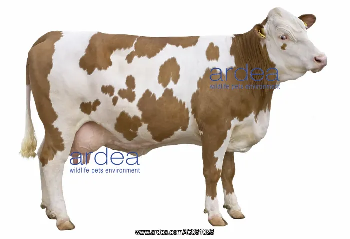 : Simmental Cow French profile in the studio : Simmental Cow French profile in the studio