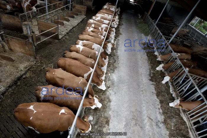 : Simmental cows eating silage at cornadis : Simmental cows eating silage at cornadis
