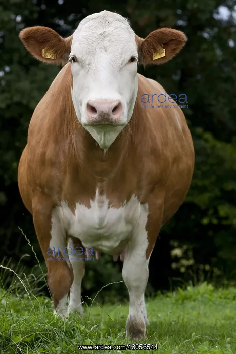 : Simmental cows in a meadow in Germany : Simmental cows in a meadow in Germany