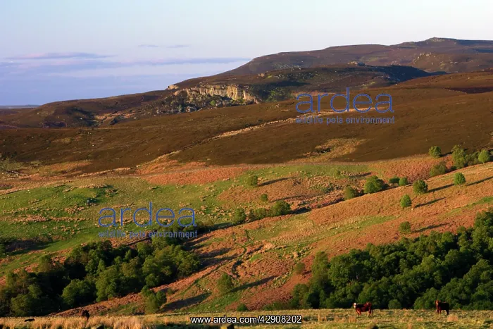 : Simonside Hills - view north from hills, from River : Simonside Hills - view north from hills, from River