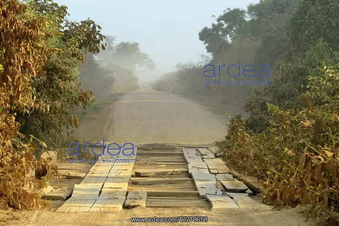 : Simple wooden bridge on the dusty Transpantaneira : Simple wooden bridge on the dusty Transpantaneira