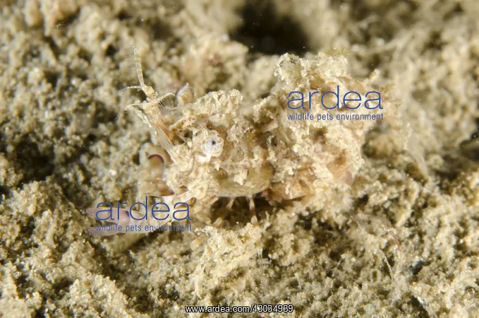: Simplex Shrimp - camouflaged on sand - Night : Simplex Shrimp - camouflaged on sand - Night