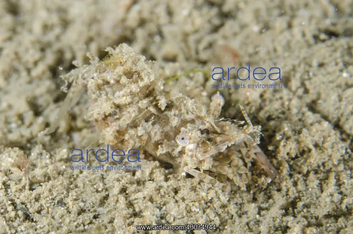 : Simplex Shrimp - camouflaged on sand - Night : Simplex Shrimp - camouflaged on sand - Night