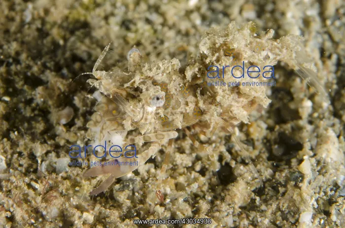 : Simplex Shrimp - on sand feeding on Sea Star : Simplex Shrimp - on sand feeding on Sea Star