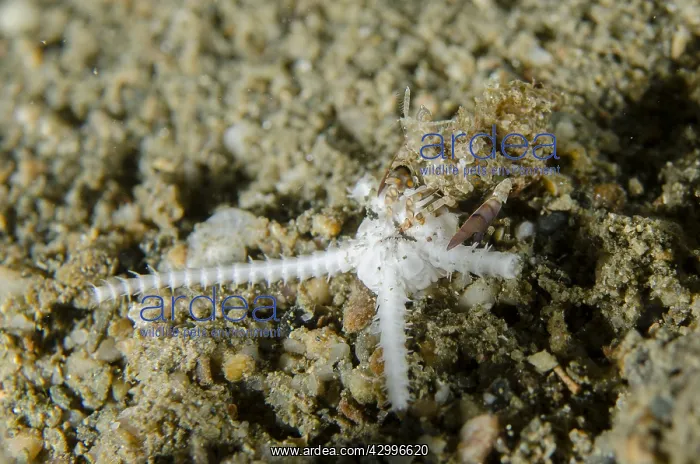 : Simplex Shrimp - by Seastar on sand, Night dive : Simplex Shrimp - by Seastar on sand, Night dive